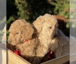 Small Photo #6 Goldendoodle (Miniature) Puppy For Sale in BATTLE GROUND, WA, USA