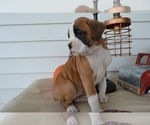 Small Photo #6 Boxer Puppy For Sale in HONEY BROOK, PA, USA