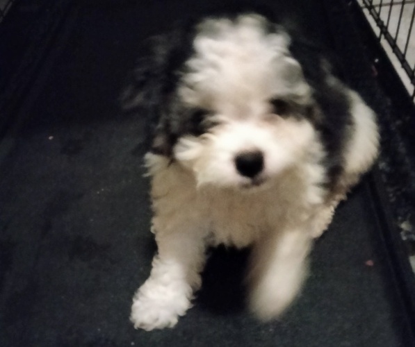 Medium Photo #1 Zuchon Puppy For Sale in WARREN, MI, USA