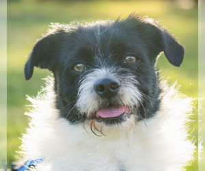 Mutt Dogs for adoption in San Ramon, CA, USA