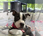Small #2 Boston Terrier-Jack Russell Terrier Mix