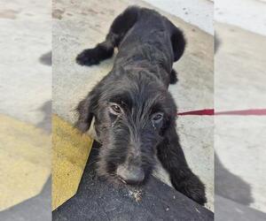 Schnauzer (Giant)-Unknown Mix Dogs for adoption in San Antonio, TX, USA