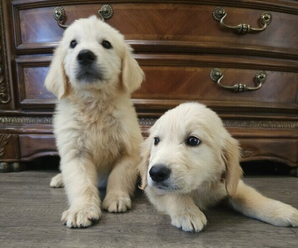 Medium Photo #1 English Cream Golden Retriever Puppy For Sale in SACRAMENTO, CA, USA