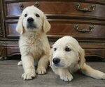 Image preview for Ad Listing. Nickname: Goldens