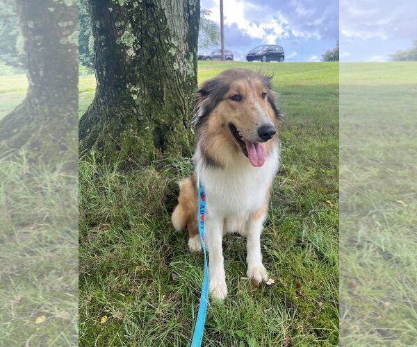 Medium Photo #2 Collie Puppy For Sale in Dublin, OH, USA