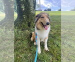 Small #1 Collie