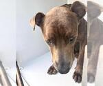 Small #1 American Pit Bull Terrier