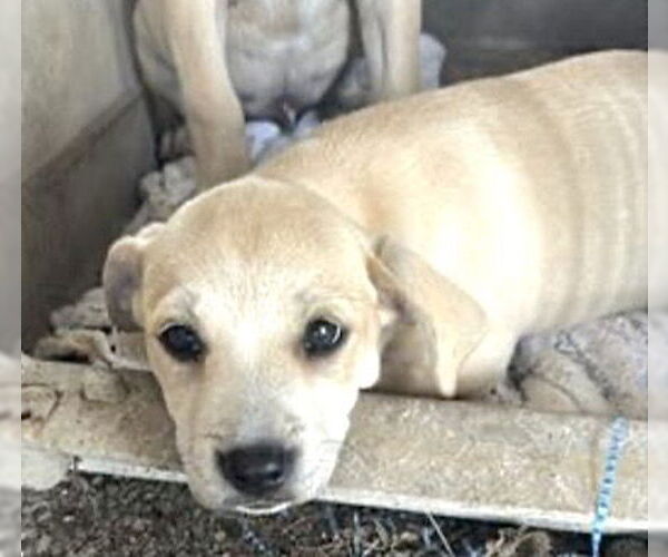 Medium Photo #1 Labrador Retriever-Unknown Mix Puppy For Sale in Houston, TX, USA