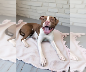 Mutt Dogs for adoption in Pasadena, CA, USA