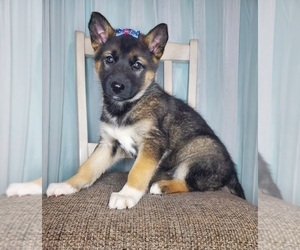 German Shepherd Dog-Siberian Husky Mix Puppy for sale in GOSHEN, IN, USA