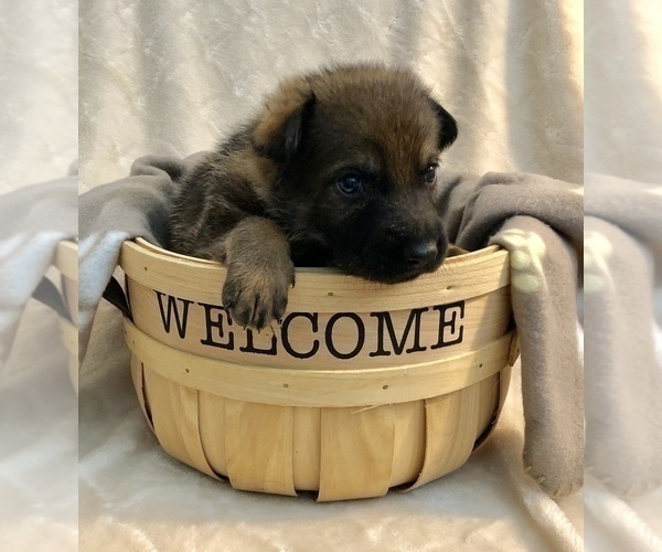 Medium Photo #11 German Shepherd Dog Puppy For Sale in HAMILTON, NJ, USA