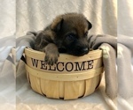 Small Photo #11 German Shepherd Dog Puppy For Sale in HAMILTON, NJ, USA