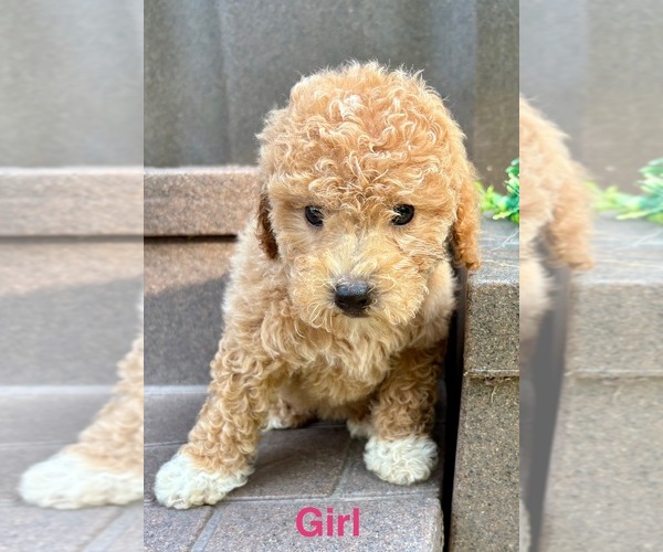 Medium Photo #10 Poodle (Miniature) Puppy For Sale in FAIR HAVEN, MI, USA