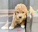 Small #9 Poodle (Miniature)