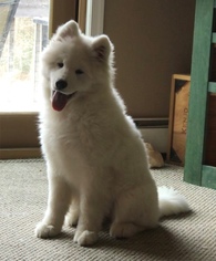 Samoyed Puppy for sale in GREENTOWN, PA, USA