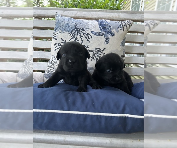 Medium Photo #13 Labrador Retriever Puppy For Sale in LOUISBURG, NC, USA