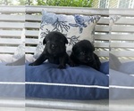Small #12 Labrador Retriever