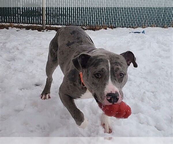 Medium Photo #2 Staffordshire Bull Terrier-Unknown Mix Puppy For Sale in Springfield, MA, USA