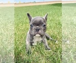 Small Photo #7 French Bulldog Puppy For Sale in CANYON, TX, USA