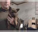 Small #3 Cairn Terrier