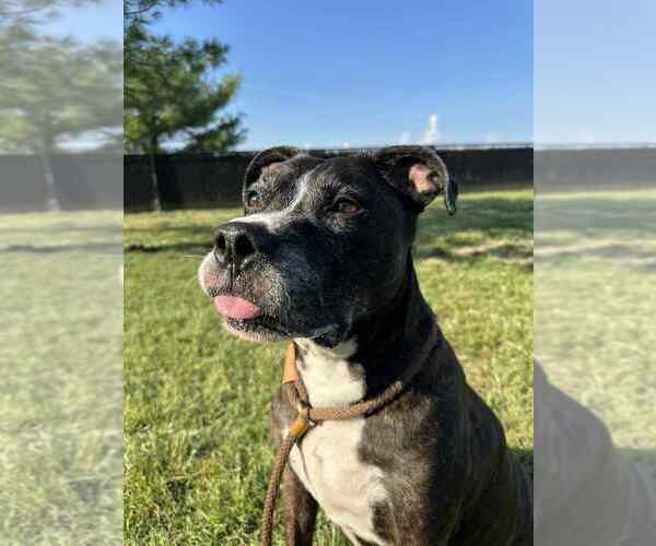 Medium Photo #7 American Pit Bull Terrier Puppy For Sale in Evansville, IN, USA