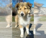 Puppy LM3 Collie