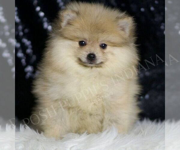 Medium Photo #1 Pomeranian Puppy For Sale in WARSAW, IN, USA