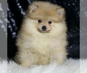 Pomeranian Puppy for sale in WARSAW, IN, USA
