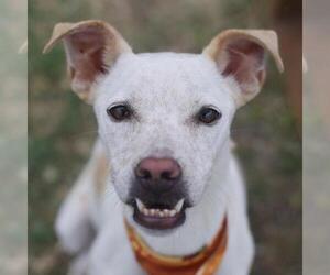 Australian Kelpie-Unknown Mix Dogs for adoption in San Antonio, TX, USA