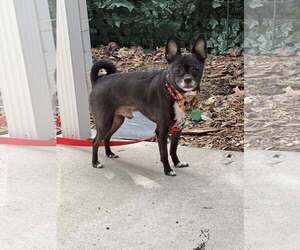 Chihuahua-Unknown Mix Dogs for adoption in Clarkston, MI, USA