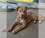 Small #2 Mutt