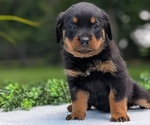 Small #3 Rottweiler