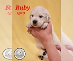 Puppy Ruby English Cream Golden Retriever