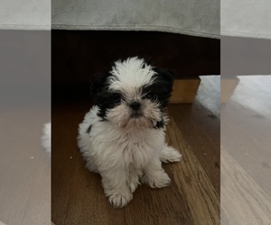 Shih Tzu Puppy for sale in SANGER, CA, USA