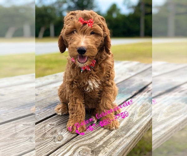 Medium Photo #12 Goldendoodle Puppy For Sale in KISSIMMEE, FL, USA