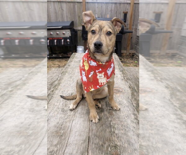 Medium Photo #2 Mutt Puppy For Sale in Springdale, PA, USA