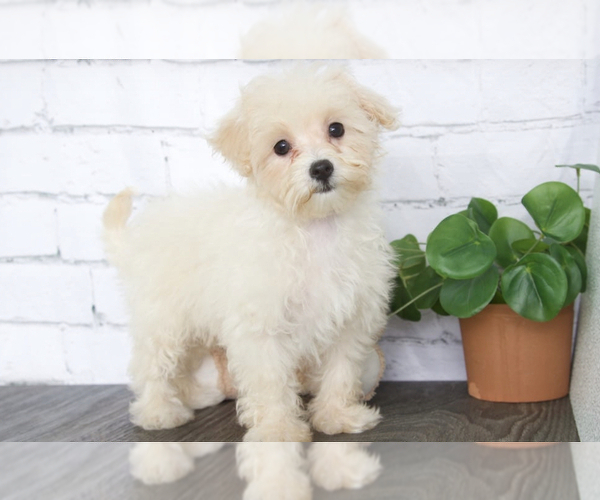 Medium Photo #2 Maltipoo Puppy For Sale in RED LION, PA, USA