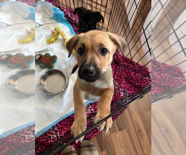 Medium Photo #2 German Shepherd Dog Puppy For Sale in Minneapolis, MN, USA