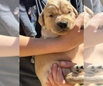 Small Photo #21 Golden Retriever Puppy For Sale in AMITY, AR, USA