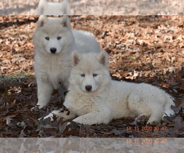 Medium Photo #11 Siberian Husky Puppy For Sale in DINWIDDIE, VA, USA