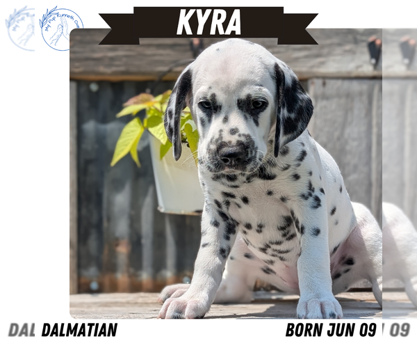 Medium Photo #54 Dalmatian Puppy For Sale in GOSHEN, IN, USA