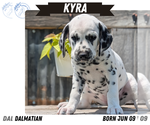 Small Photo #54 Dalmatian Puppy For Sale in GOSHEN, IN, USA