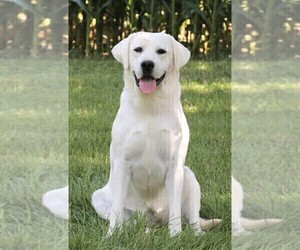 Mother of the Labrador Retriever puppies born on 12/30/2025