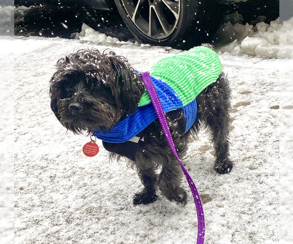 Medium Photo #5 Mutt Puppy For Sale in Brooklyn, NY, USA