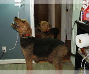 Mother of the Airedale Terrier puppies born on 01/22/2026