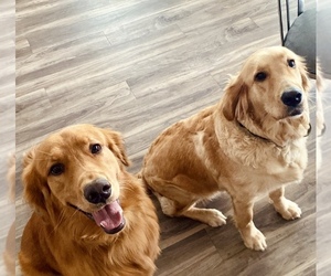 Father of the Golden Retriever puppies born on 05/29/2025