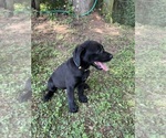 Small #3 Lab-Pointer