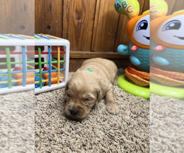 Medium Photo #3 Golden Retriever Puppy For Sale in NEOLA, WV, USA