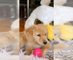 Small Photo #7 Golden Retriever Puppy For Sale in JERSEY CITY, NJ, USA