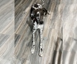 Small Photo #2 Great Dane Puppy For Sale in HOUSTON, TX, USA